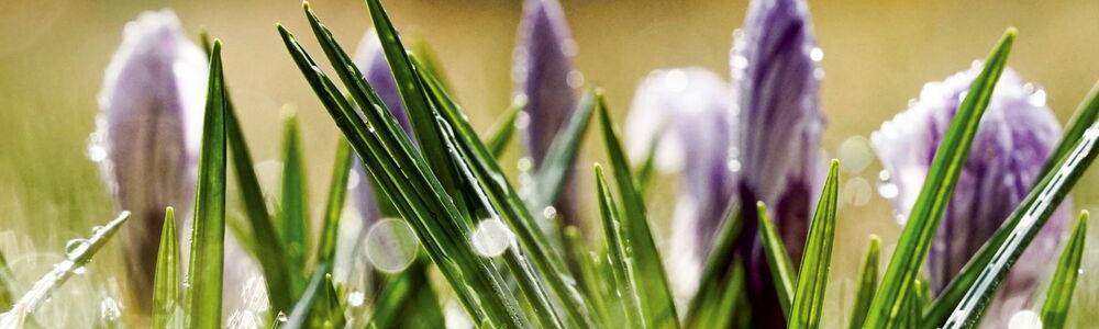 Plakat zu Frühlingsspaziergängen 2026 mit Krokuswiese
